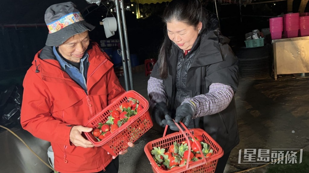 在附近經營士多啤梨園逾十年的林先生指出,雖然清晨收割時感到刺骨寒冷,但士多啤梨在攝氏0度至15度之間生長最為理想,顏色與味道會更佳,故未有被凍壞。蔡楚輝攝 在附近經營士多啤梨園逾十年的林先生指出,雖然清晨收割時感到刺骨寒冷,但士多啤梨在攝氏0度至15度之間生長最為理想,顏色與味道會更佳,故未有被凍壞。蔡楚輝攝