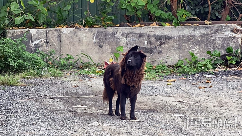 當局發現一隻無人看管的犬隻。黃文威攝 當局發現一隻無人看管的犬隻。黃文威攝