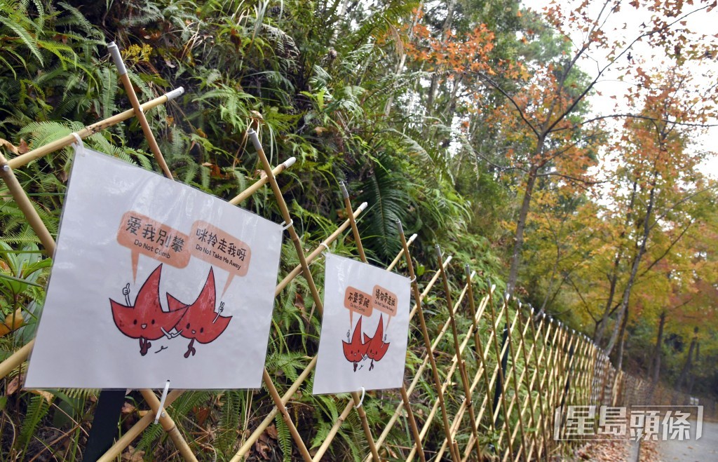 署方已在當眼位置加設告示牌提醒遊人切勿攀爬、拉扯圍欄、摘取楓香樹葉。