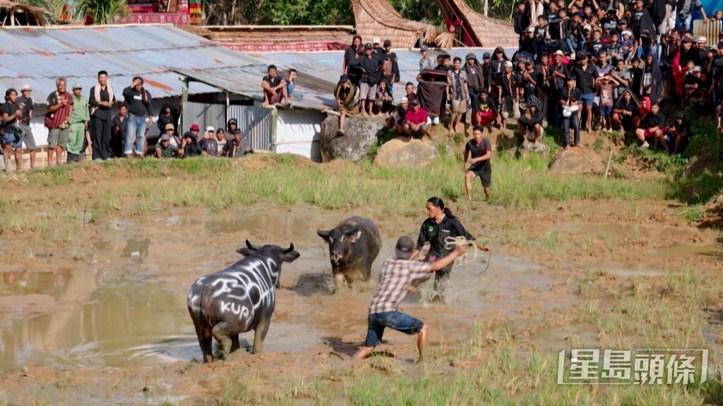 眾人更「轉場」到田中觀看水牛戰，場面激烈，甚至水牛有頭破血流的情況。
