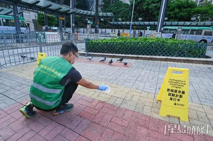 港府早年選定3個野鴿聚集重災區，展開為期2年「野鴿避孕藥試驗計劃」。