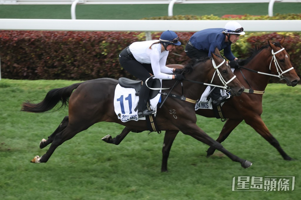 拍賣馬裏出售前成本價最高早已備受注視的11號馬，以10.52米造出最快時間。