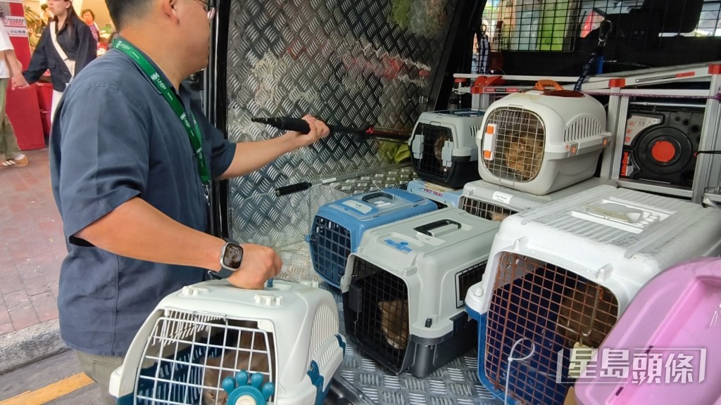 愛協檢獲多達11隻貓。 愛協檢獲多達11隻貓。