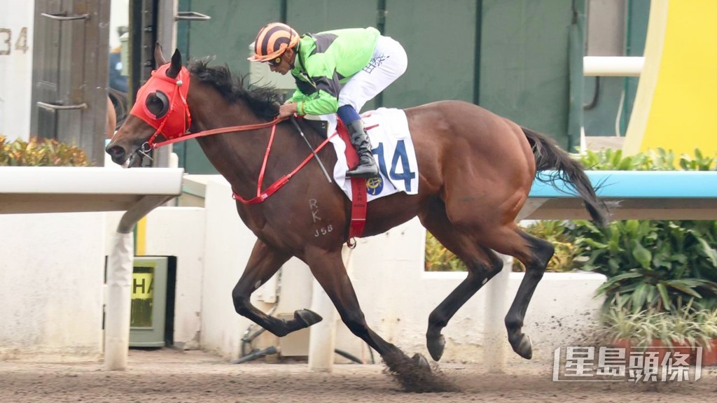 「領創動力」剛戰在田泰安胯下取得在港首場勝利。 「領創動力」剛戰在田泰安胯下取得在港首場勝利。