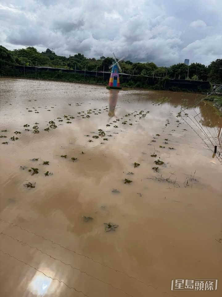 前日黃雨下,元朗信芯園農莊的太陽花田遭黃泥水淹沒。 受訪者提供 前日黃雨下,元朗信芯園農莊的太陽花田遭黃泥水淹沒。 受訪者提供