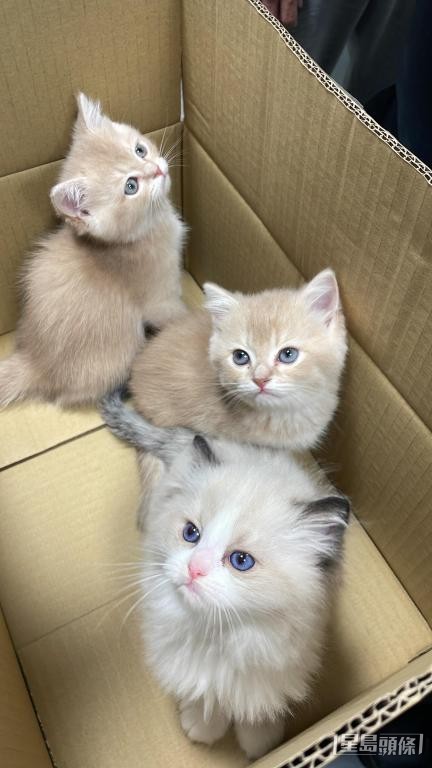 香港海關一直與內地海關展開打擊走私動物行動,圖為檢獲的懷疑非法進口幼貓。 香港海關一直與內地海關展開打擊走私動物行動,圖為檢獲的懷疑非法進口幼貓。
