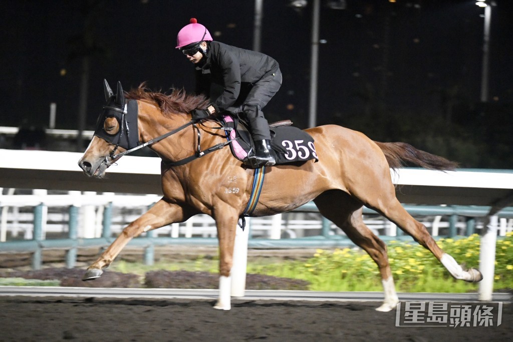 「天下寵兒」健步如飛走勢爽勁，身壯肌肉起展。