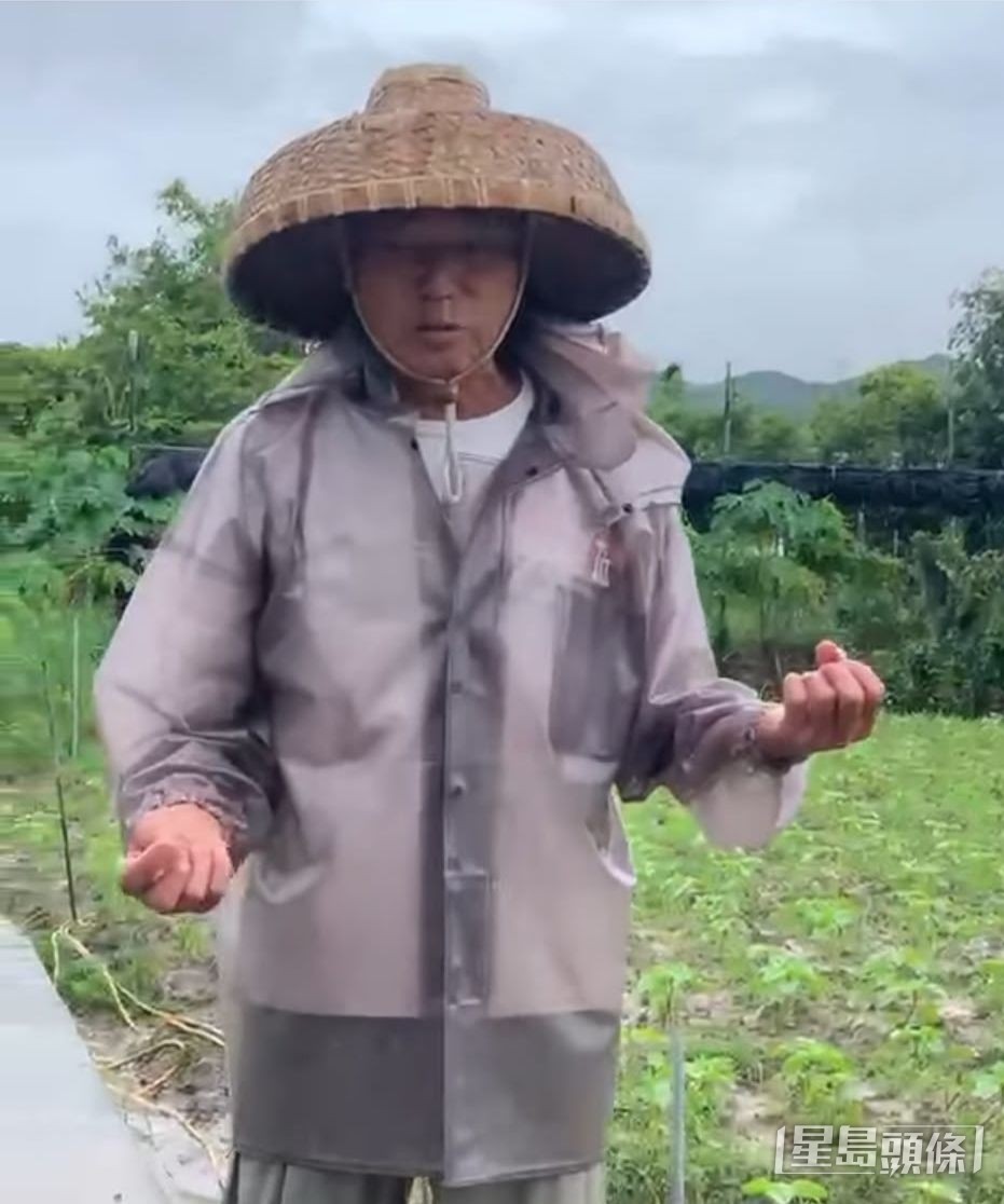 信芯園農莊負責人梁日信希望天公造美,太陽花可於本月底盛放。 受訪者提供 信芯園農莊負責人梁日信希望天公造美,太陽花可於本月底盛放。 受訪者提供