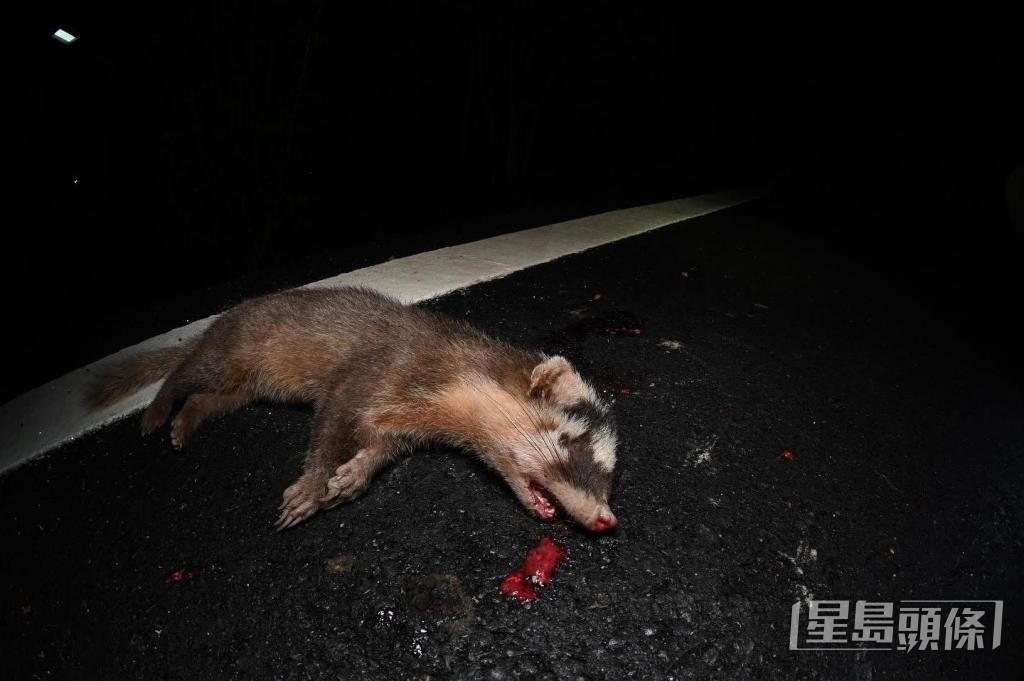 鼬獾亦是「路殺」受害者。