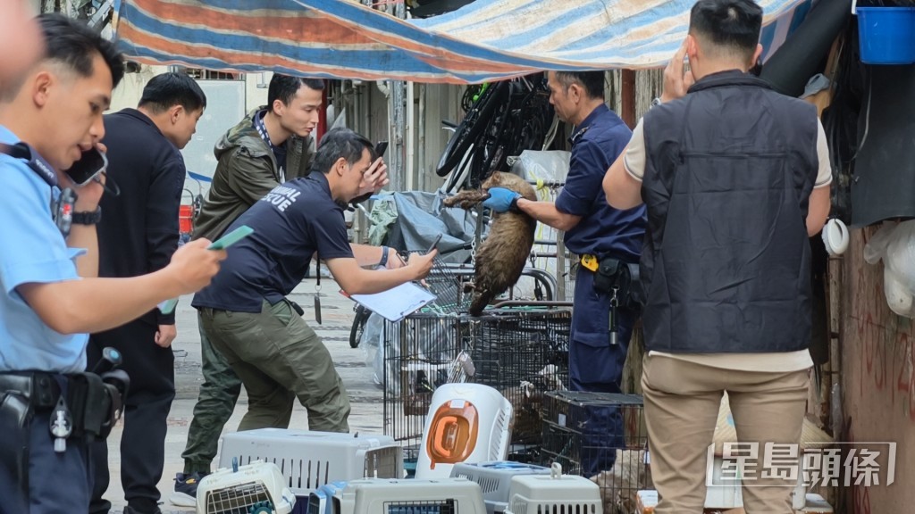 愛協帶走貓隻治理。 愛協帶走貓隻治理。