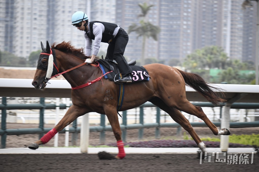 「加州本事」神態專注目光集中，馬身收壯狀態冒起。
