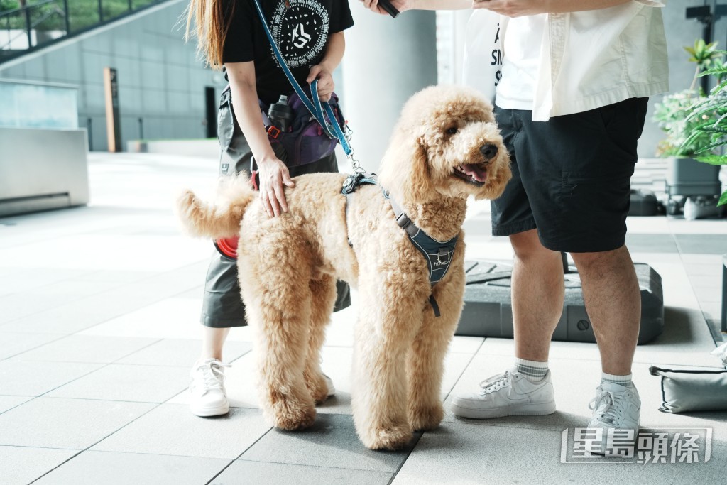 有帶同大狗一起散步的狗主認同有議員建議應強制這些大狗外出也須戴口罩。 有帶同大狗一起散步的狗主認同有議員建議應強制這些大狗外出也須戴口罩。