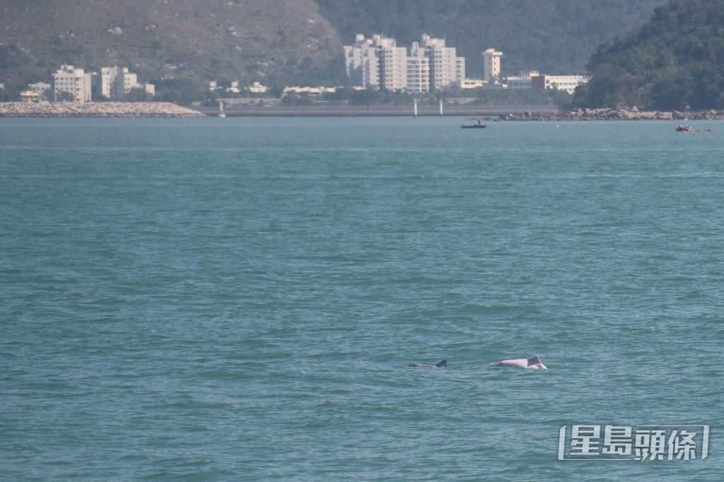 香港海豚保育学会早前于大澳海面发现白海豚与幼豚。  香港海豚保育学会提供