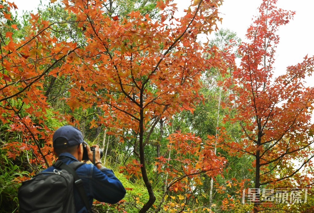 今年紅葉季節為12月13日至1月11日，較去年稍為縮短。