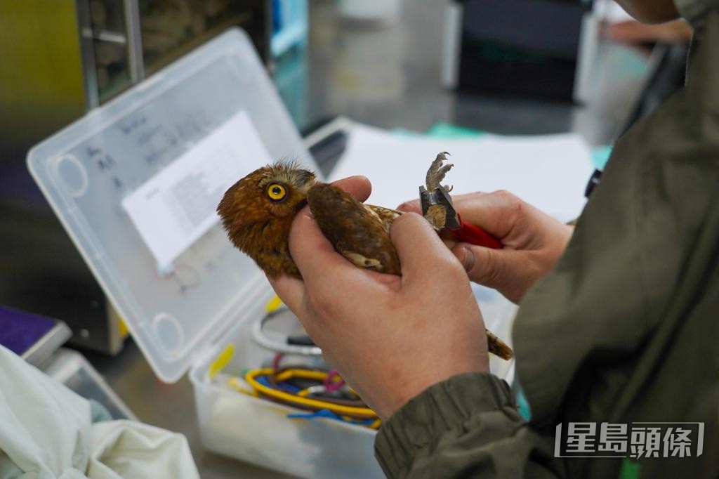  溫諾汶為已康復的紅角鴞戴上腳環，準備野放。