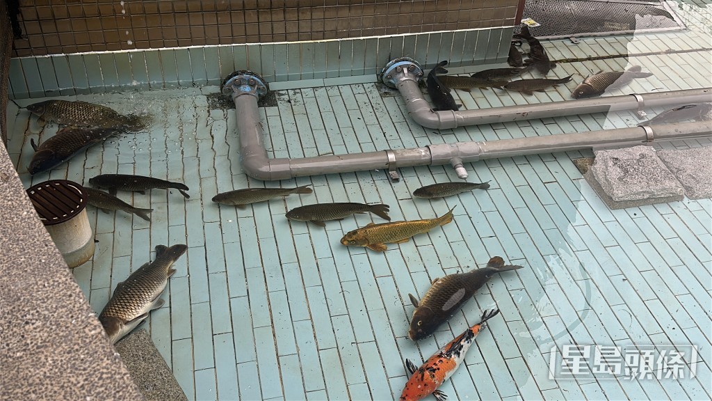 池內很多魚翻側死亡。劉漢權攝