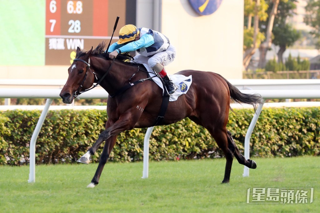 「飛鷹翱翔」迄今在港五勝頭馬。