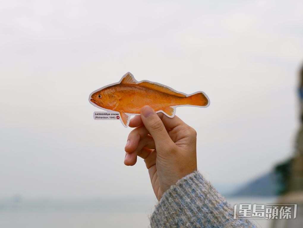 野生黃花魚被國際自然保護聯盟列為極危物種。