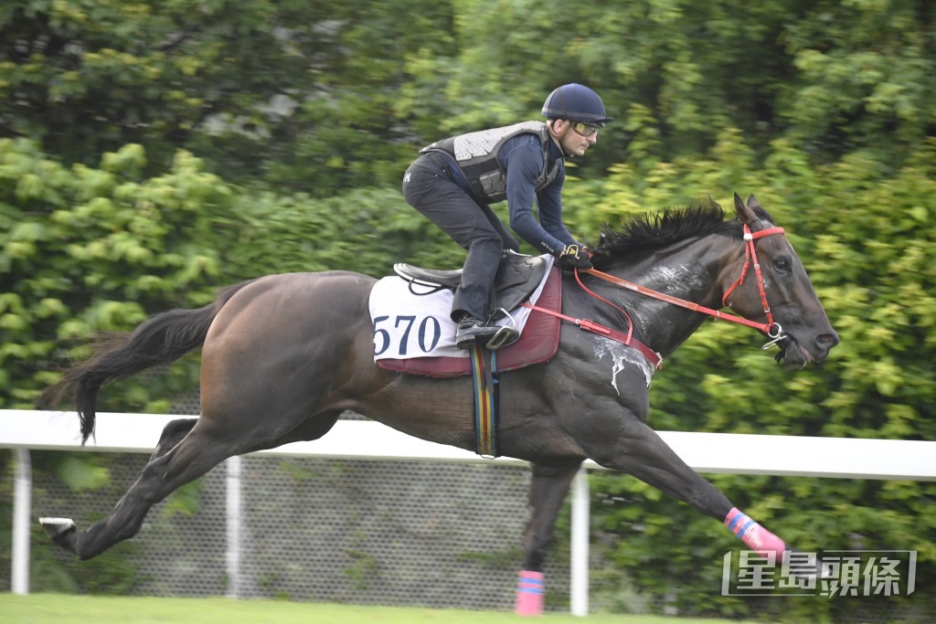 「包裝天王」馬身壯健結實,愈戰愈勇弗到漏油。 「包裝天王」馬身壯健結實,愈戰愈勇弗到漏油。