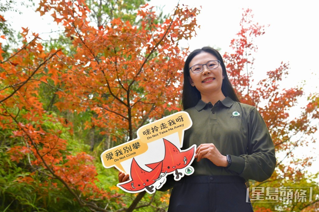 漁護署高級郊野公園護理主任陳倩慧表示，今年紅葉季節為12月13日至1月11日。
