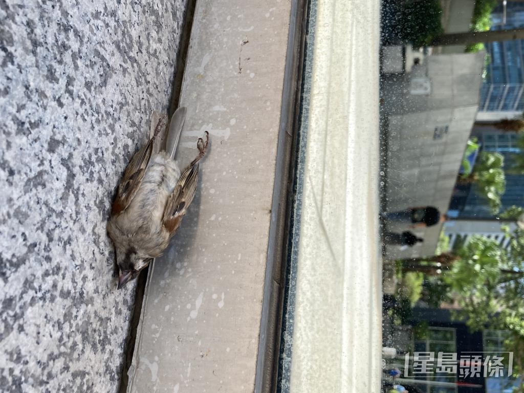 本港高楼密布，不少采用玻璃幕墙，是鸟撞事故的主因。