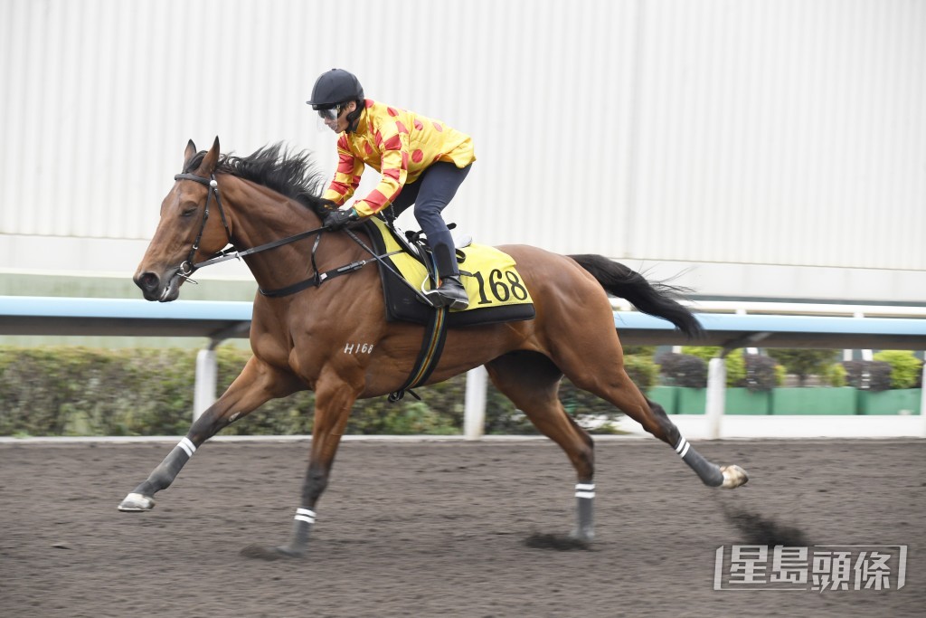 「夢照發」精神奕奕極具朝氣，持續態勇。
