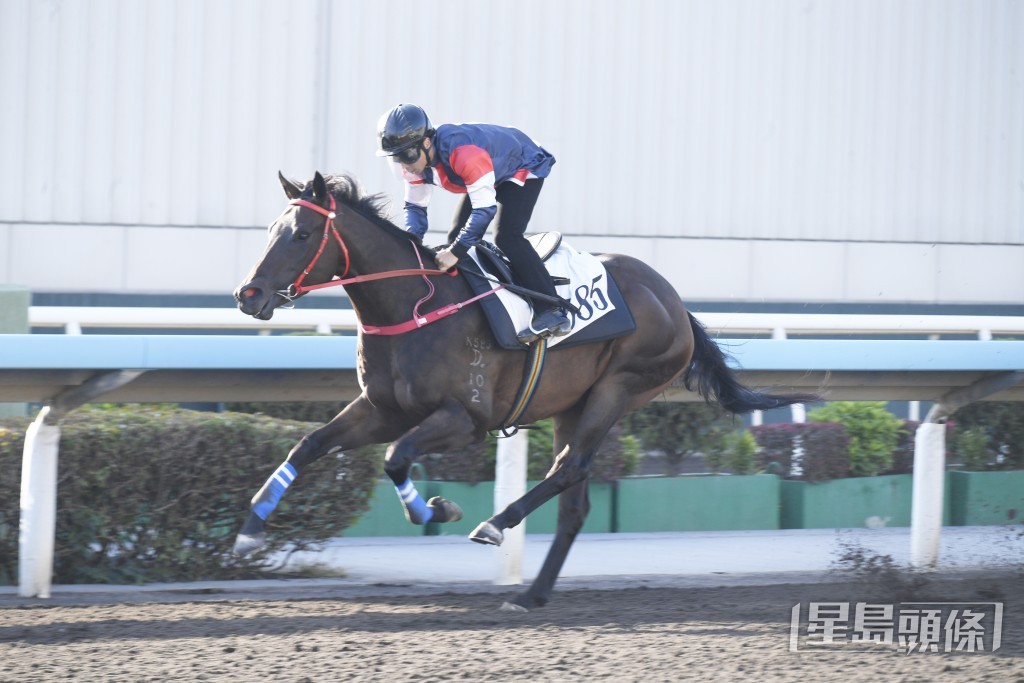 「極上紗瓏」步姿爽朗彈力亦足，火力比前更好。