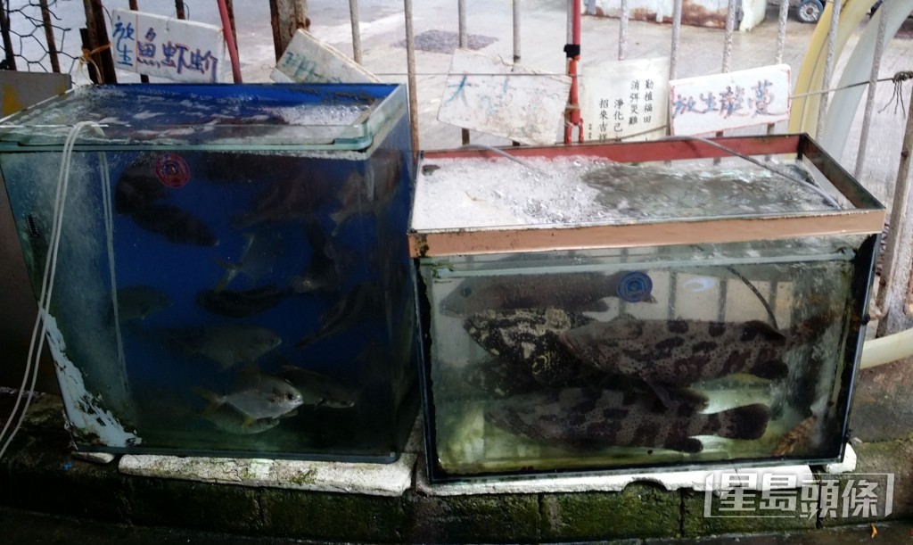 漁護署提醒市民,放生動物前必須謹慎思量。資料圖片 漁護署提醒市民,放生動物前必須謹慎思量。資料圖片