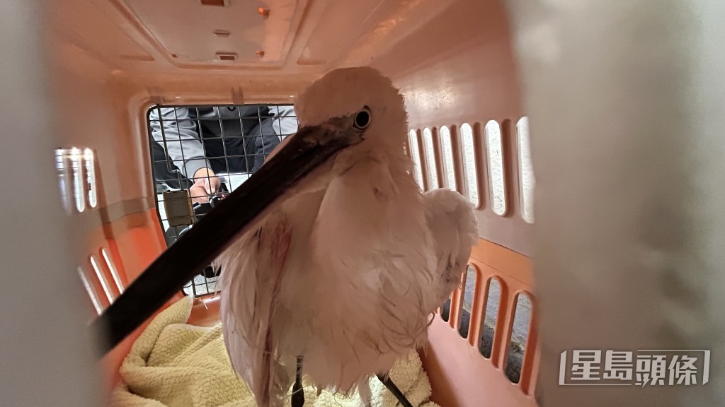 小白鷺右腳被纏魚絲。