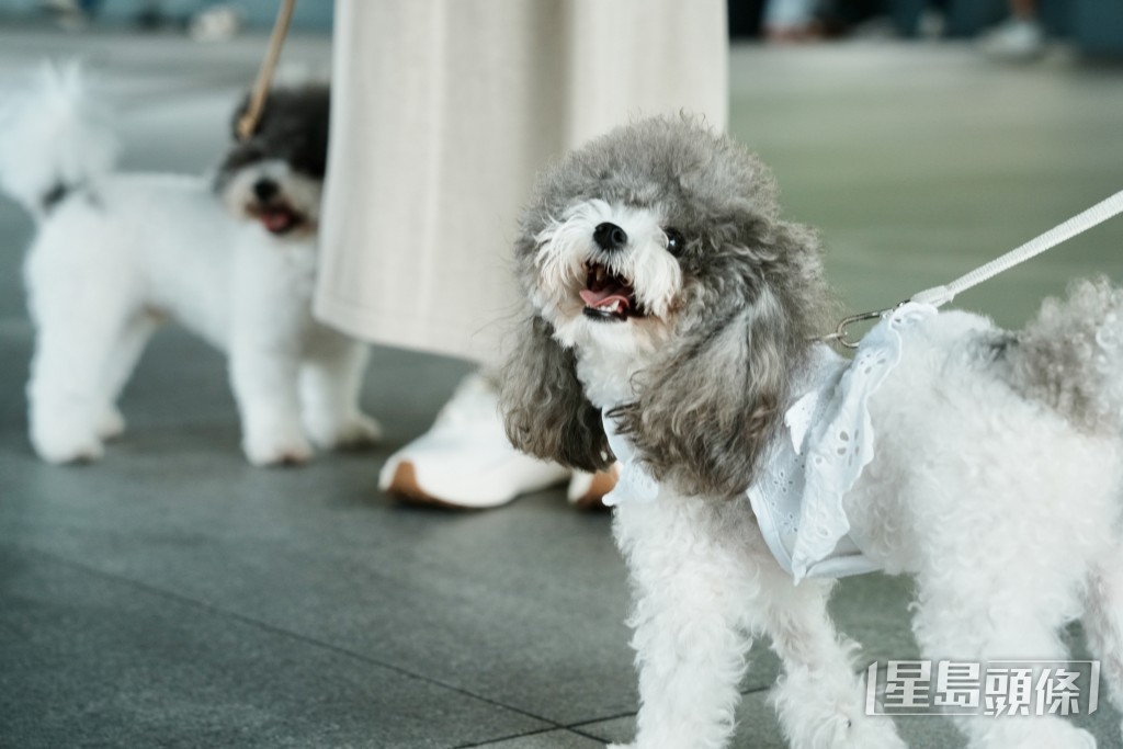啟德是放狗勝地,不少狗主帶同愛犬到附近公園散步。啟德是放狗勝地,不少狗主帶同愛犬到附近公園散步。大部分的狗主均有用狗繩拖實愛犬或將狗狗放入寵物車內。 啟德是放狗勝地,不少狗主帶同愛犬到附近公園散步。啟德是放狗勝地,不少狗主帶同愛犬到附近公園散步。大部分的狗主均有用狗繩拖實愛犬或將狗狗放入寵物車內。