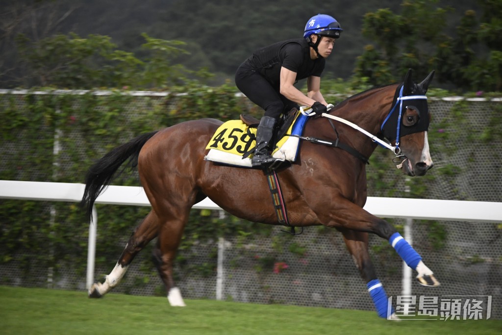 「星運少爵」馬身收得靚呈現線條美，具備爭勝水準。