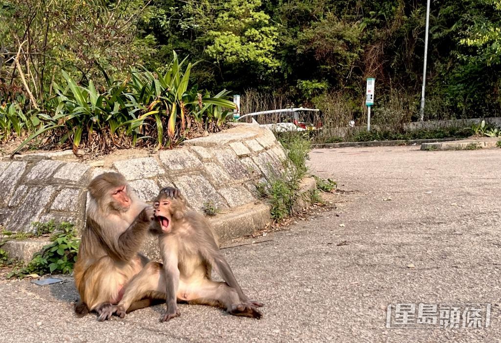 兩頭老弱病猴避居大埔道一個停車場。