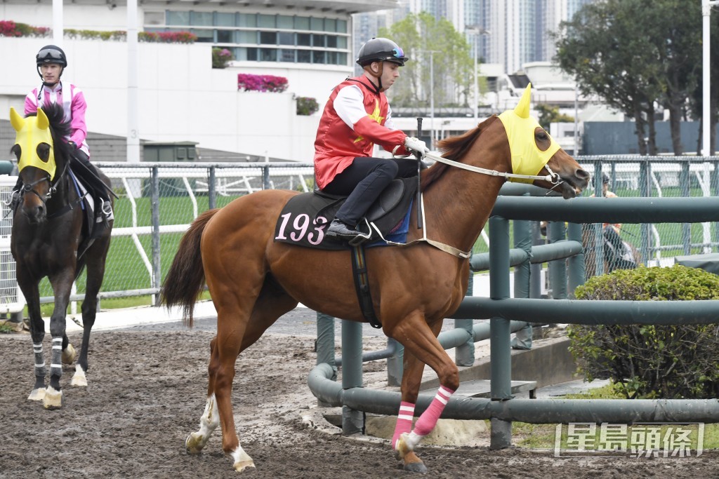 「華美之威」身壯實淨毛色呈現光澤，具備爭勝水準。