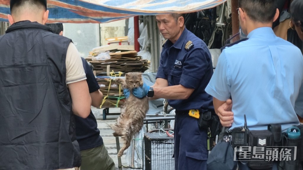 愛協帶走貓隻治理。 愛協帶走貓隻治理。