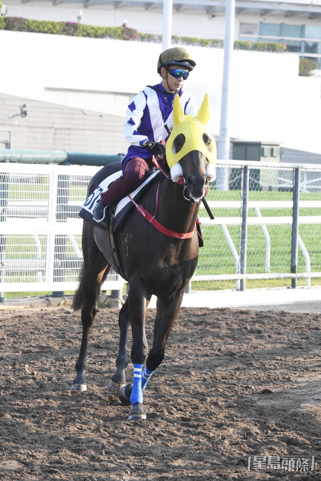 「忠誠明駒」一貫高班馬風采，予人極佳好感。