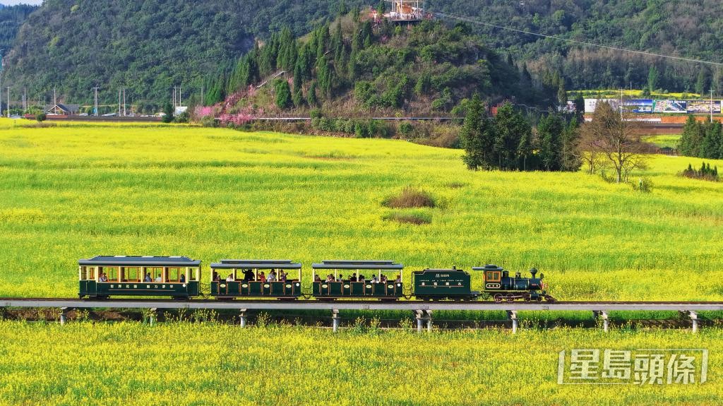 雲南羅平縣金雞峰叢景區，觀光小火車行駛在油菜花海中。 新華社