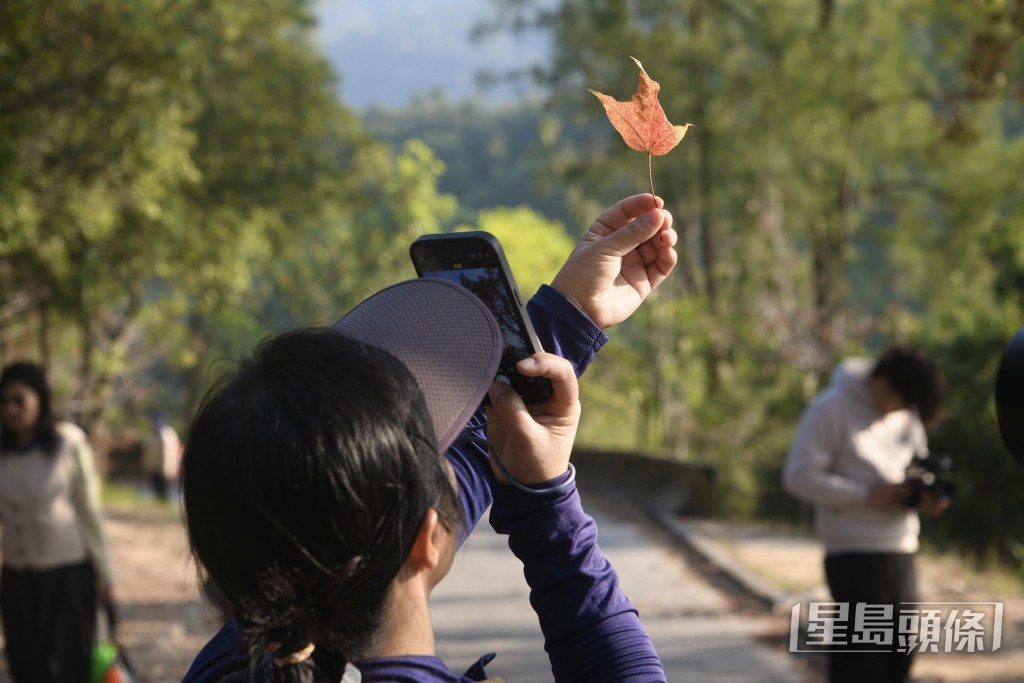 大棠楓香林紅葉。陳浩元攝