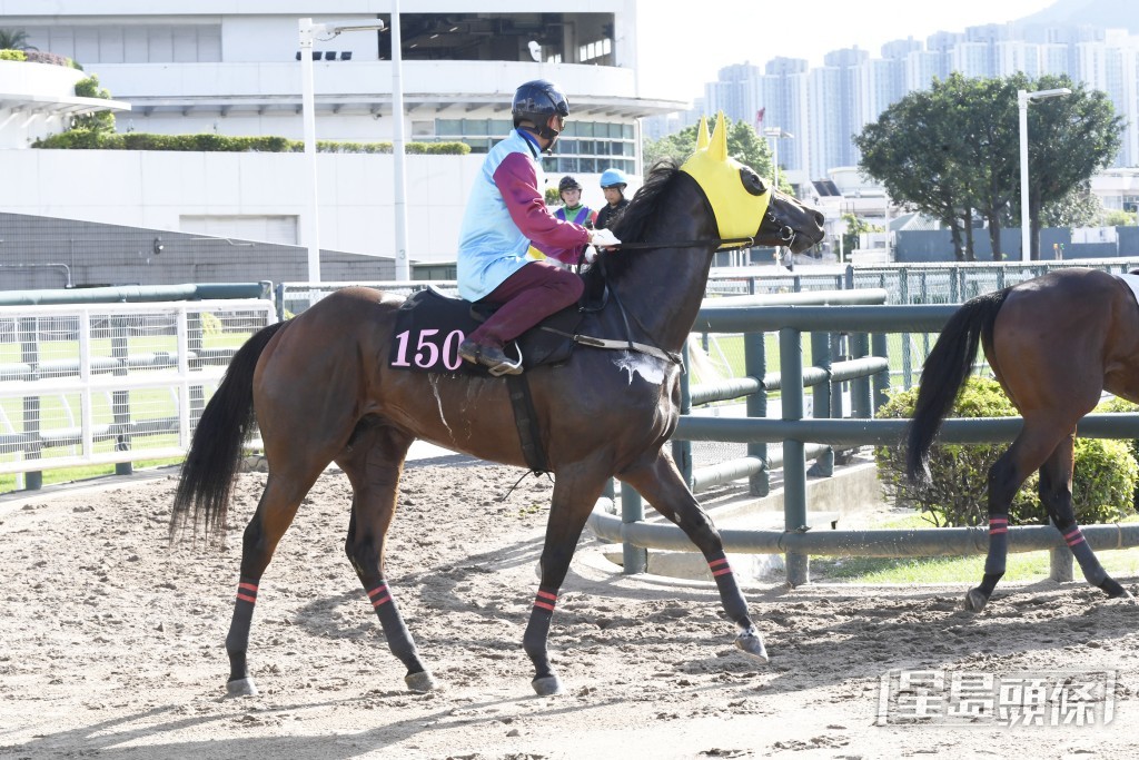  「星火燎原」馬身飽滿雙目有神，不遜於贏馬時。