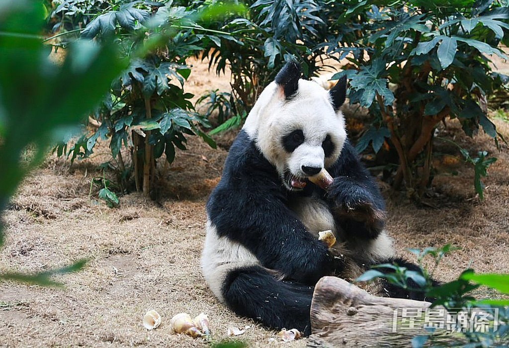 大熊貓安安。資料圖片