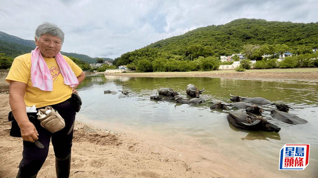 牛群浸在水中悠然自得，岸上的「牛媽」梁韶華卻對牛隻的未來着急。