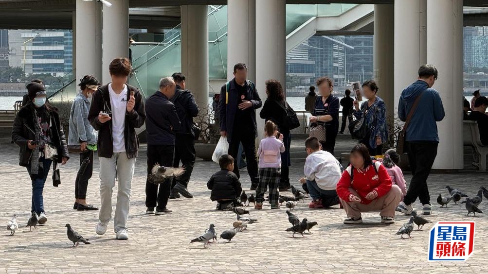 尖沙咀鐘樓附近，有操普通話的遊客將手上的食物餵給野鴿。