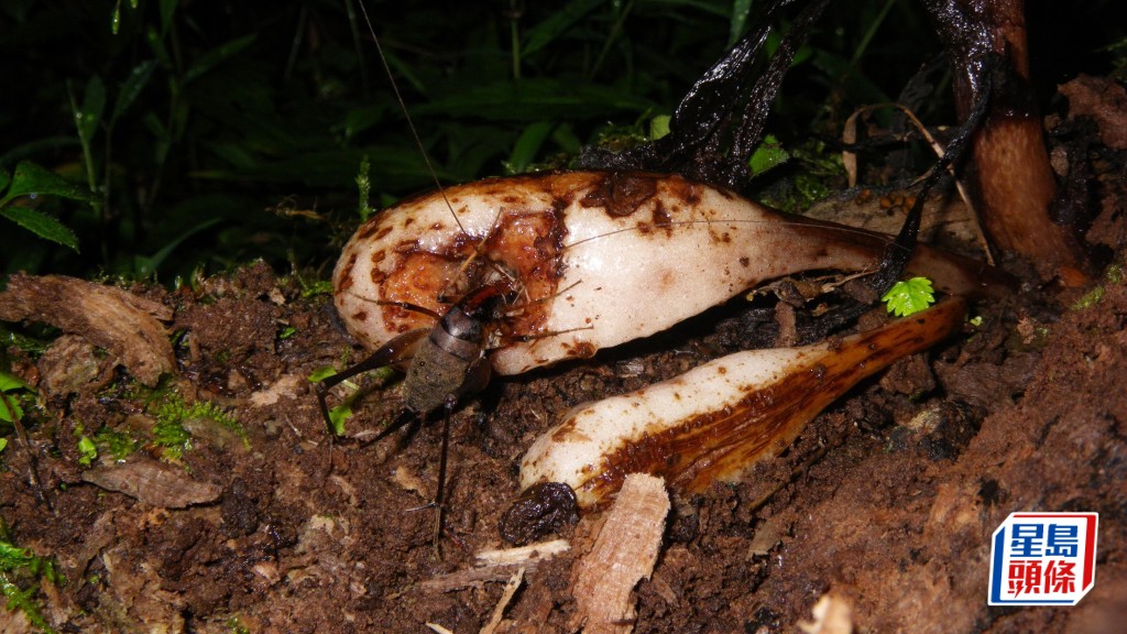 小型無脊椎動物吞食種子後，能夠於森林地表散布種子。圖為一隻地表蟋蟀取食水晶蘭（Monotropastrum humile）的果實。末次健司提供