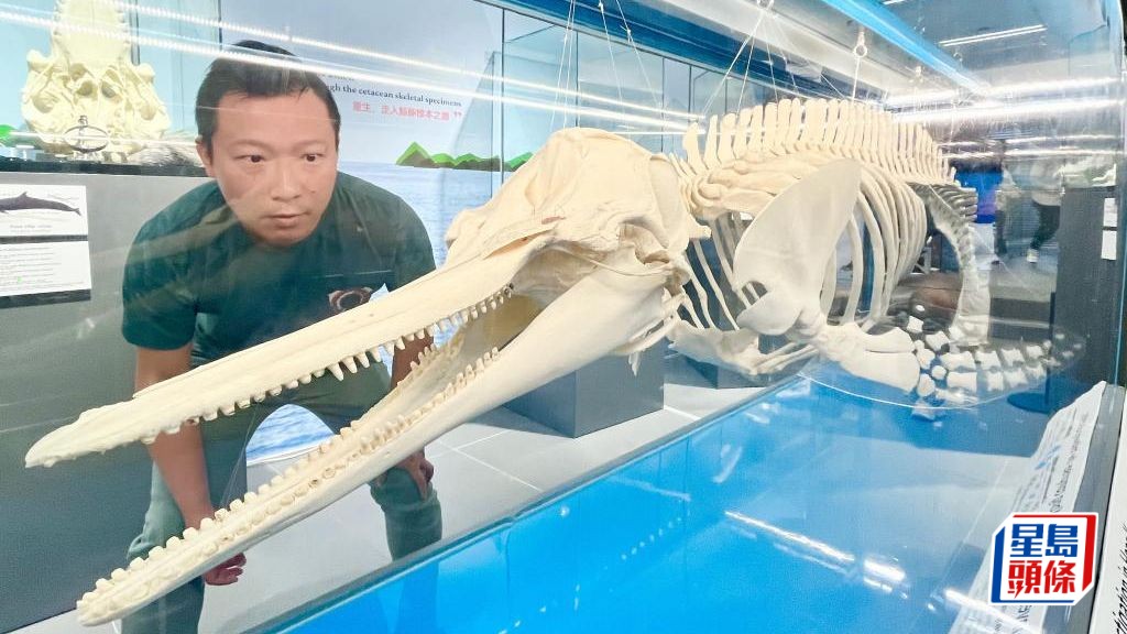 城市大學海洋動物影像解剖研究組創辦人葛展榮指，影像解剖可記錄鯨豚的身體狀況，配合傳統解剖探究其死因。