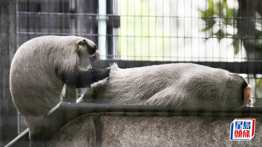 類鼻疽殺猴︱動植物公園哺乳類動物區12.13重開,康文署籲遊人遵照園內安全標示。資料圖片