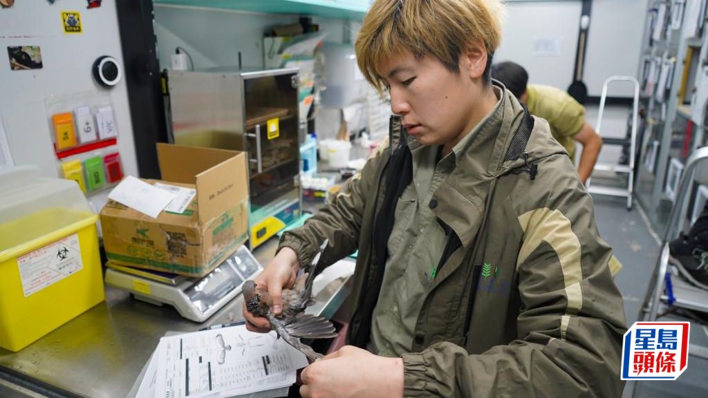 嘉道理農場暨植物園高級野生動物復育主任溫諾汶表示，受傷動物送抵拯救中心後會先進行初步傷勢評估。