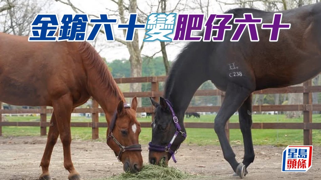 三屆馬王「金鎗六十」(右)現時身處日本北海道北方牧場,享受退休生活。
