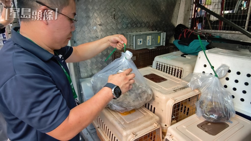 人员在单位内检走至少2只死龟及一具猫尸。黄文威摄 人员在单位内检走至少2只死龟及一具猫尸。黄文威摄