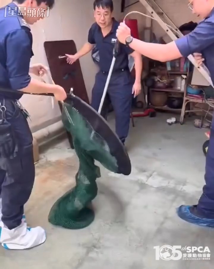 3名督察合力終將鱷魚放入網內。愛協提供片段截圖