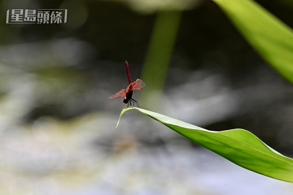 嗇色園何東夫人醫局生態研習中心。 嗇色園何東夫人醫局生態研習中心。