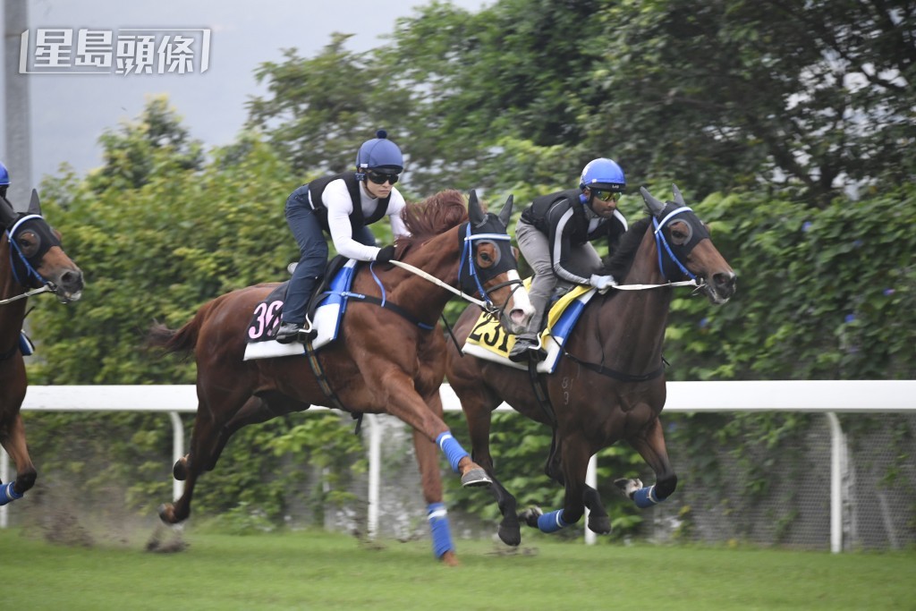 范思浩的生力軍「凡凡有餘」(近鏡) 將在港初出，馬兒近期試閘走勢悅目，有權初出即食。
